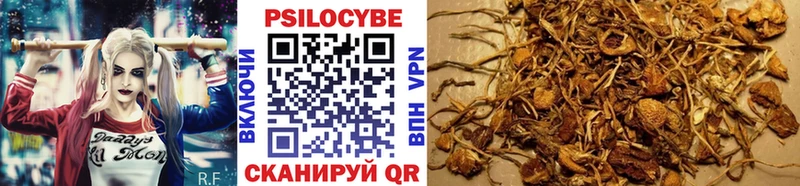 МЕГА как войти Мезень Псилоцибиновые грибы Cubensis
